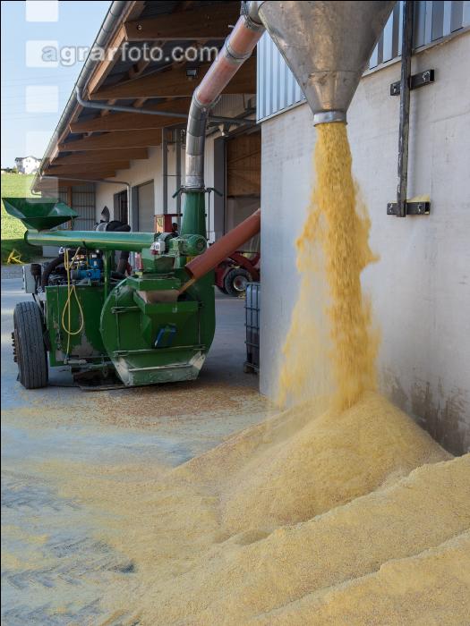 Maiskornsilage 33