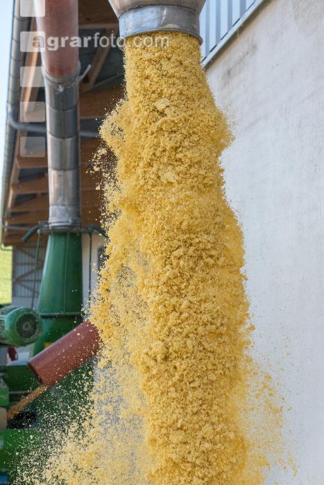 Maiskornsilage 31