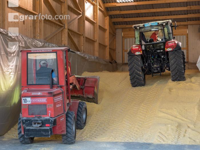 Maiskornsilage 29