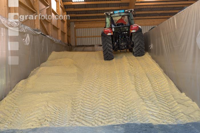 Maiskornsilage 28
