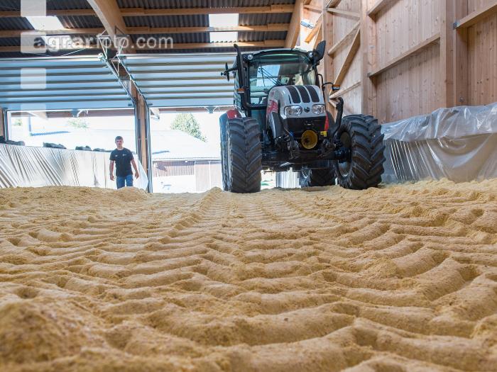 Maiskornsilage 23