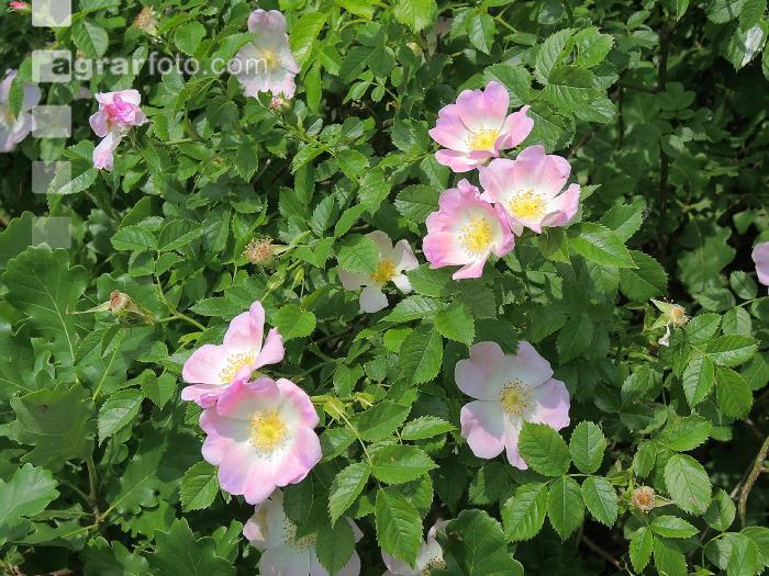 Heckenrose 4