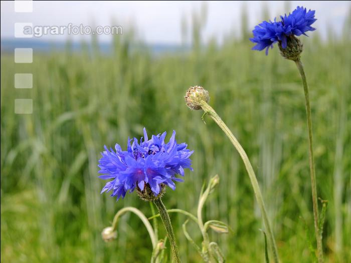Kornblume 10