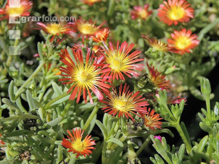 Mittagsblume 1