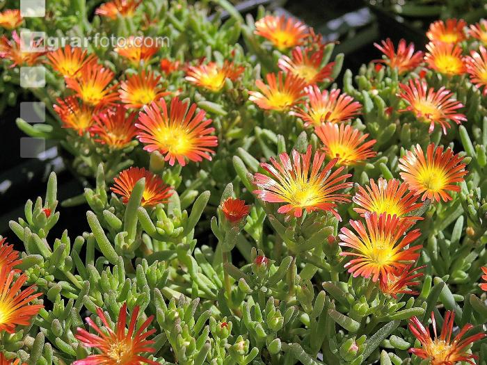 Mittagsblume 2