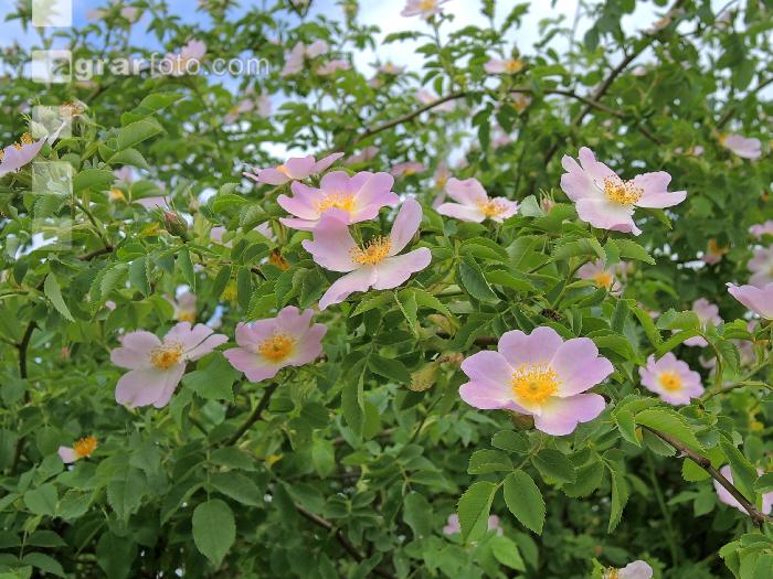 Heckenrose 7