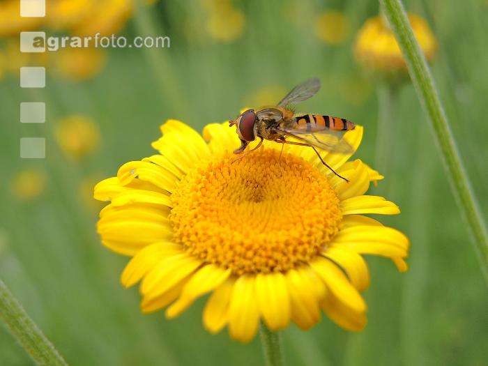 Schwebfliegen 1