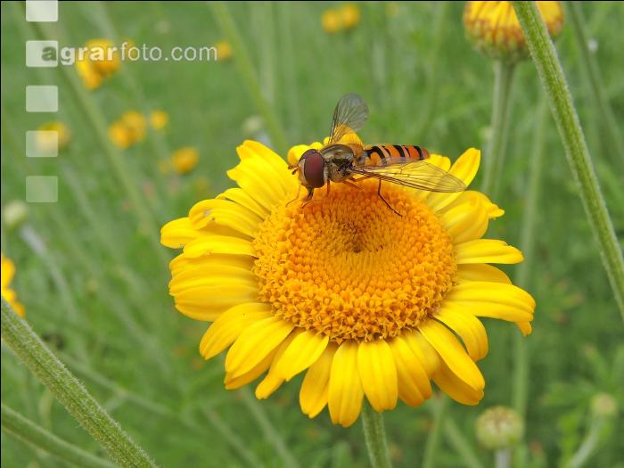 Schwebfliegen 2