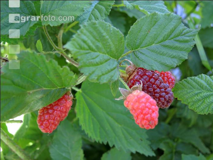 Taybeeren 4