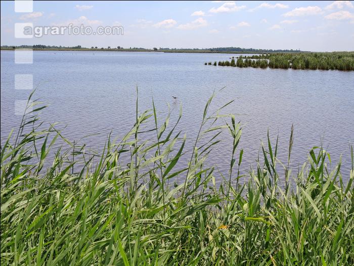 Neusieldersee 1
