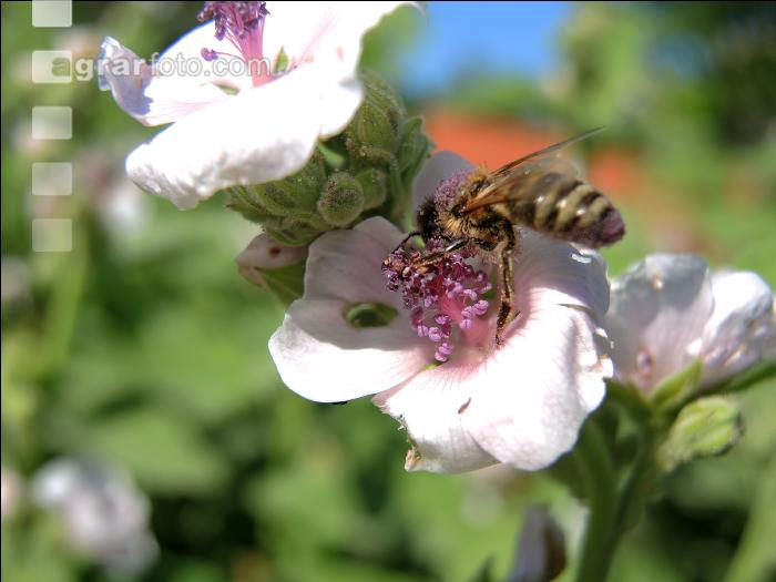 Bienen Sommer 5