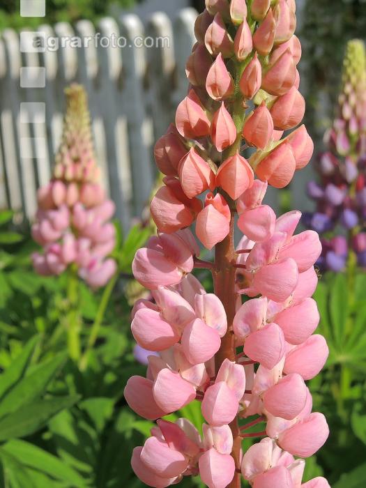 Lupinen 5