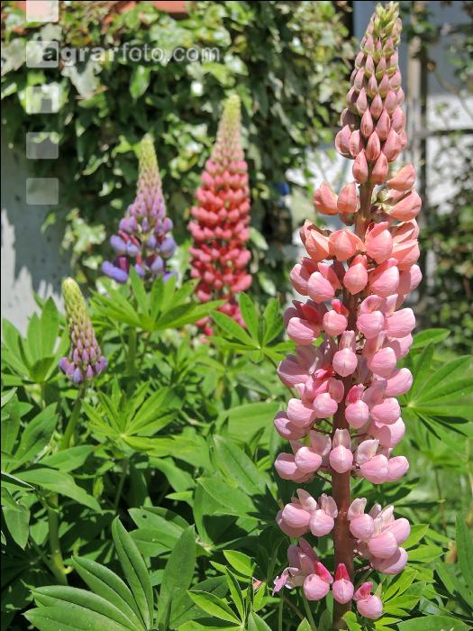 Lupinen 2