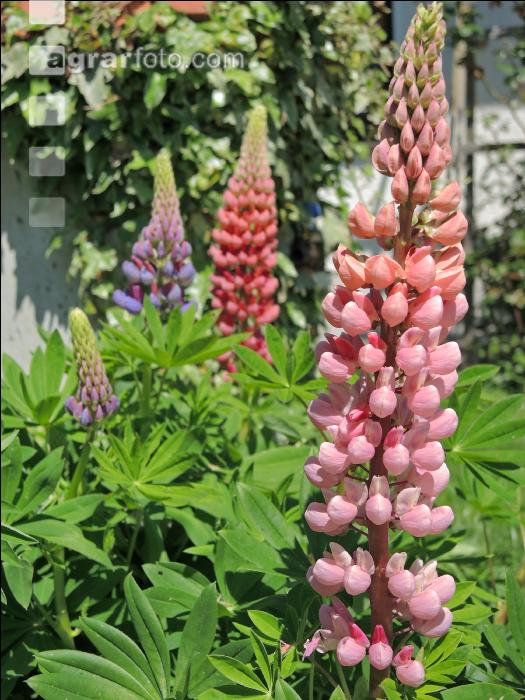 Lupinen 6