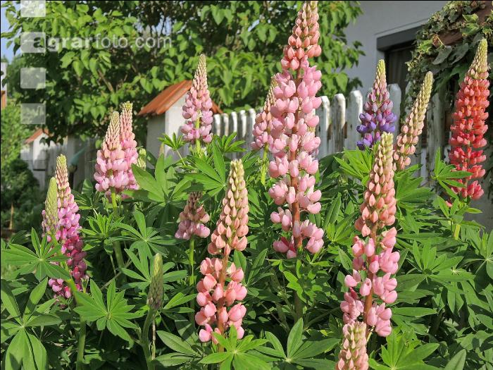 Lupinen 3