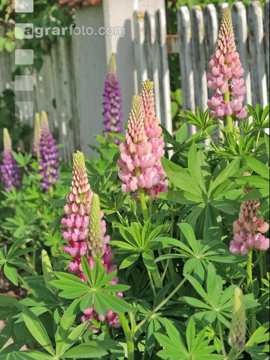 Lupinen 4