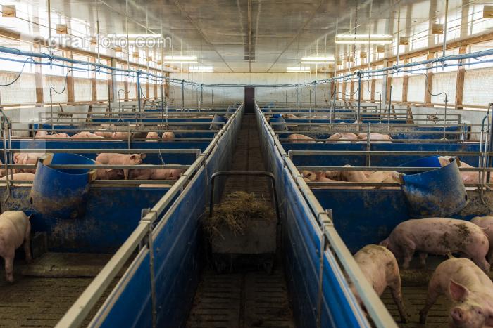 Schweinemaststall 1