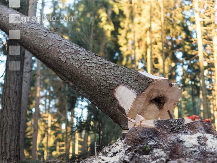 Fichte fällen 36