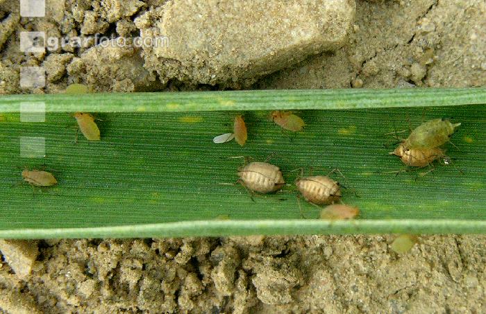 Blattläuse parasitiert