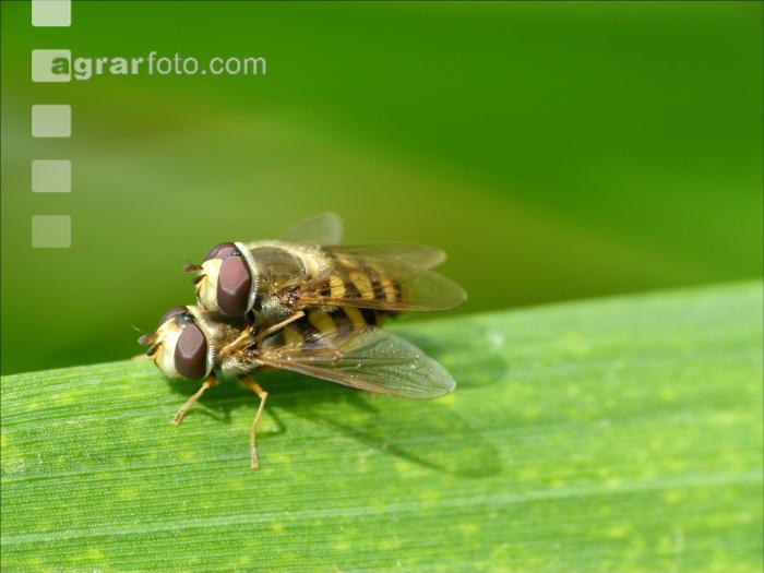 Schwebfliegen Paarung