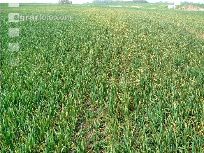 pH-Wert zu niedrig Weizen 5
