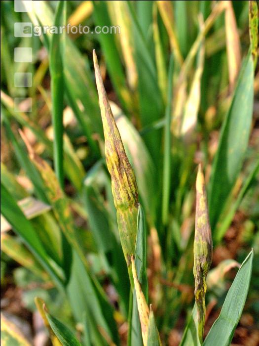 pH-Wert zu niedrig Weizen 1