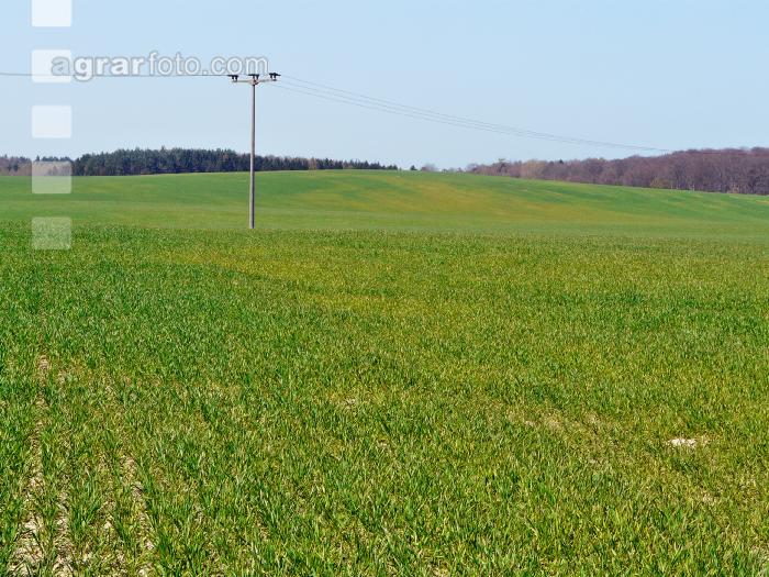 Schwefelmangel Getreide