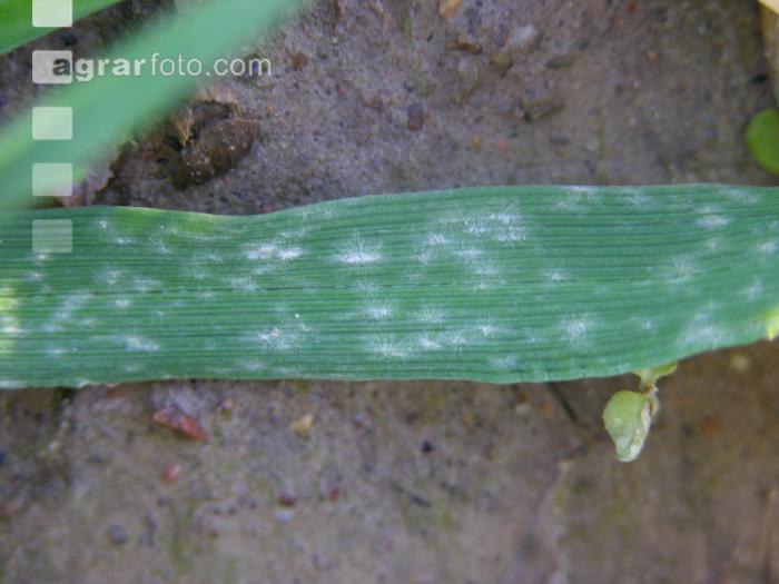 Echter Mehltau Blatt