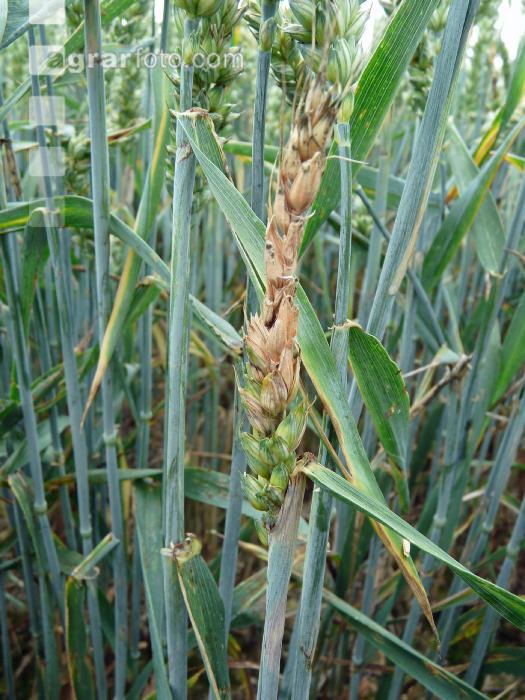 Weizen Hagelschaden 3