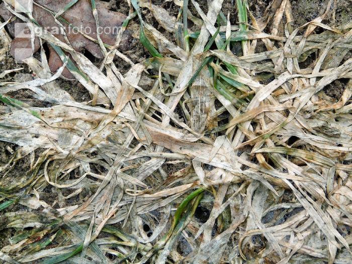 Schneeschimmel Getreide 4