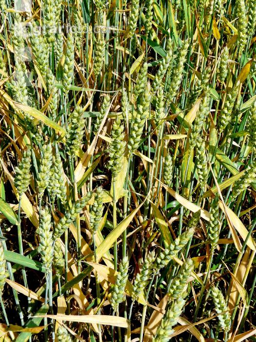 Weizen Rhizoctonia 4