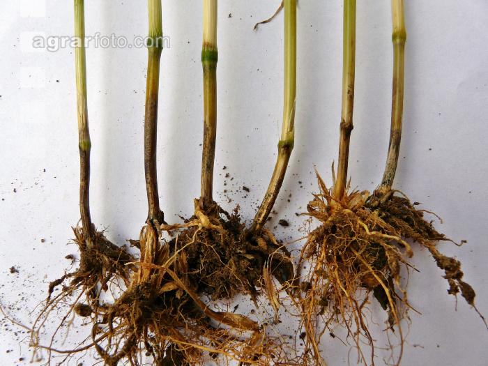 Getreide Rhizoctonia 1
