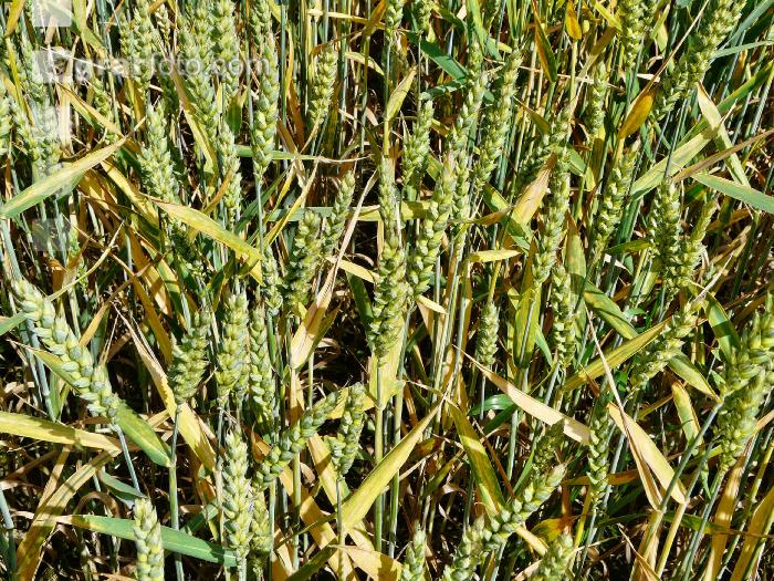 Weizen Rhizoctonia 1