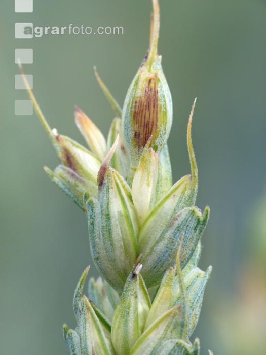 Weizen Pseudo Black Chaff 7