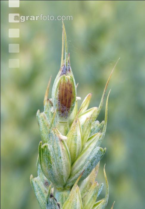 Weizen Pseudo Black Chaff 4