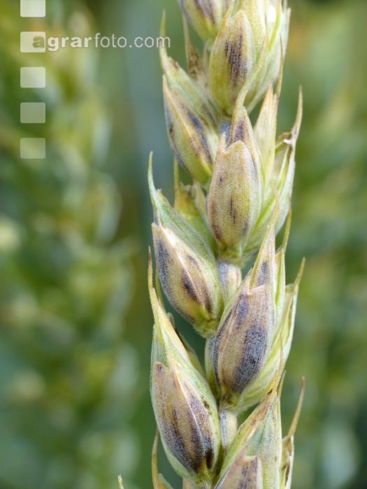 Weizen Pseudo Black Chaff 1