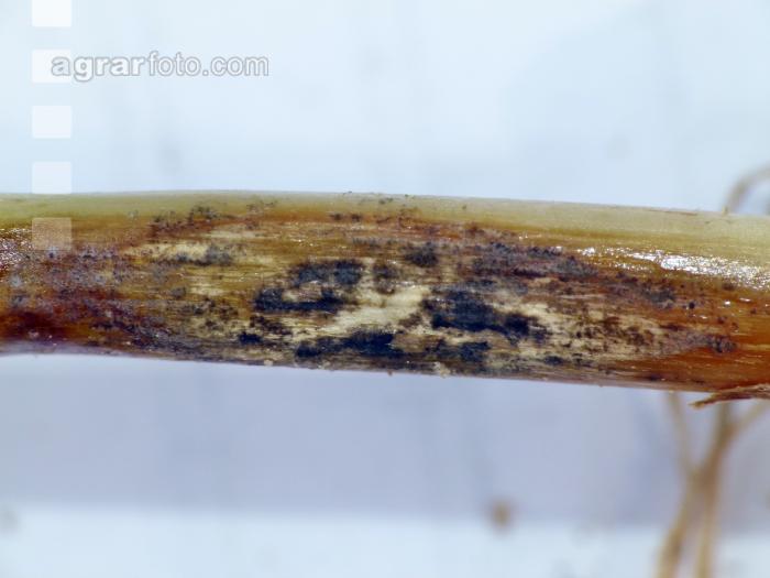 Getreide Rhizoctonia 4