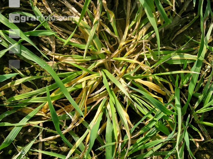Typhula Gerste 3