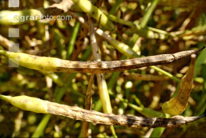 Alternaria Schoten Rapsschoten 3