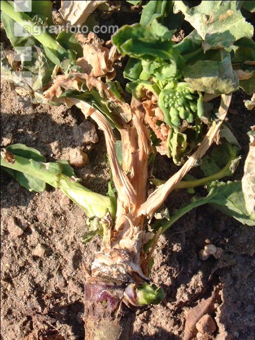 Raps Botrytis 1