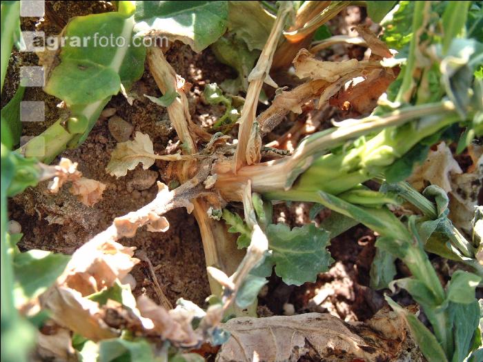 Raps Botrytis 2