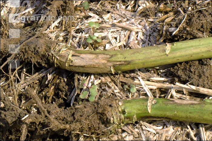 Raps Phoma Wurzelhals 3