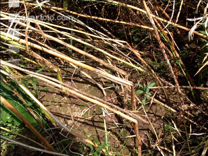 Raps Phoma Wurzelhals 1