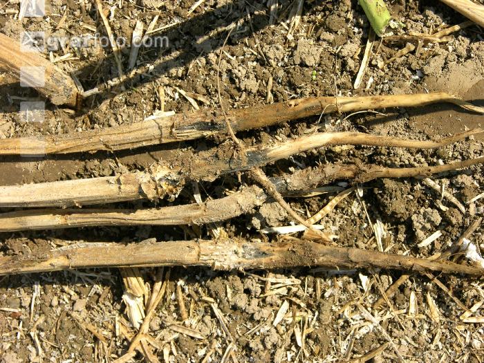 Verticillium Rapswurzel 4