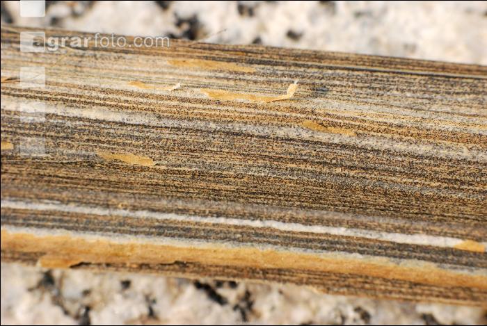 Verticillium Mikrosklerotien 3