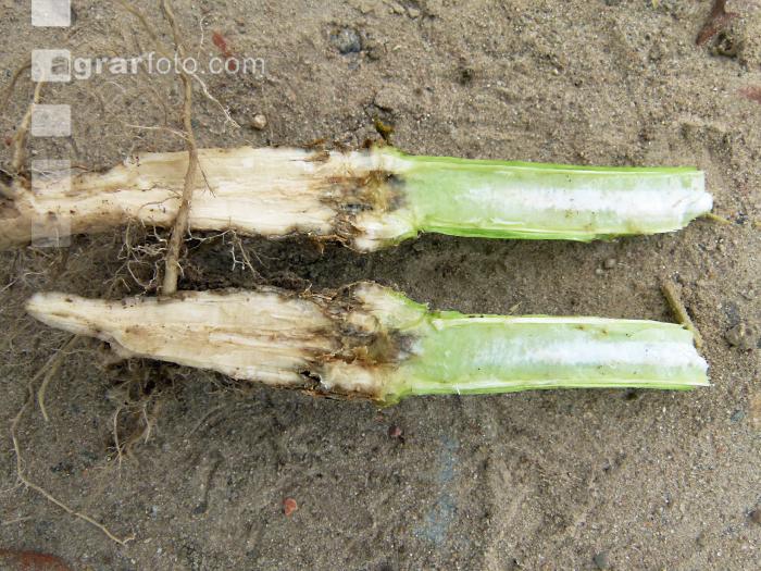 Raps Phoma Wurzelhals 5