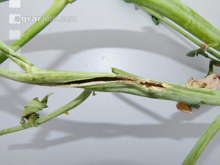 Schaden Grosser Rapsst