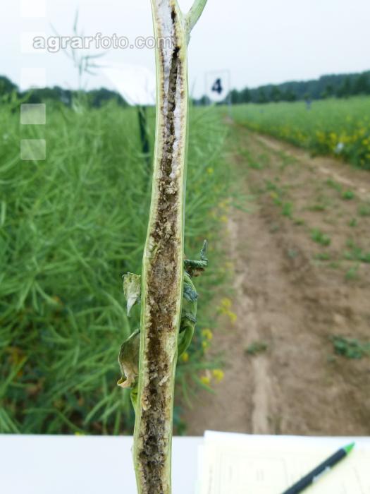 Schaden Grosser Rapsstängelrüssler 1