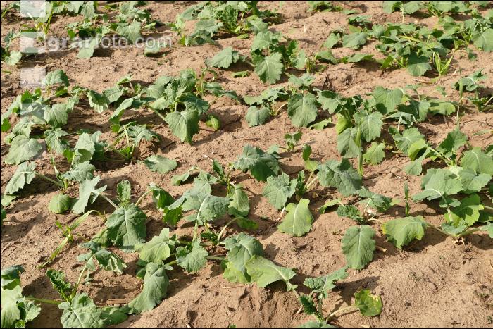 Raps Trockenheit Herbst