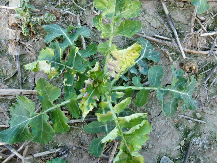 Raps Schaden durch Diflufenican 2